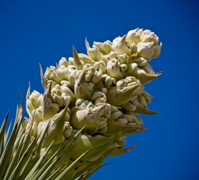 Joshua_Trees-8.jpg