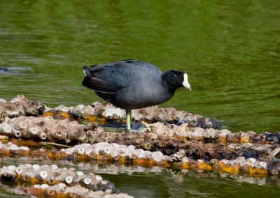 Silver Creek Wildlife