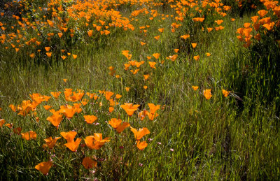 California_Poppies-5.jpg