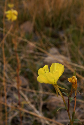 Preposterous_dsc7600 copy.jpg