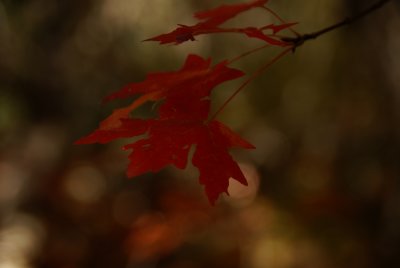 Miller Canyon_0115.JPG