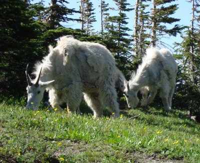 Goats.jpg