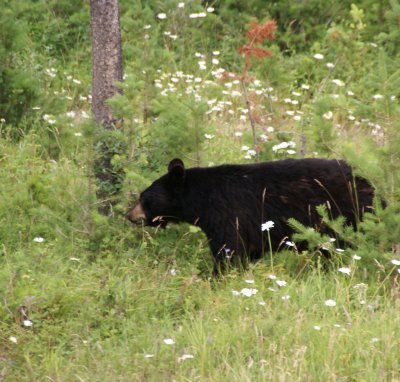 Mama Bear.jpg