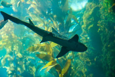 Monterey_001.JPG