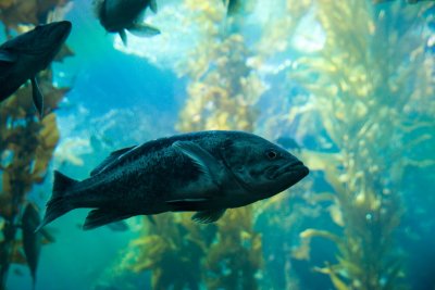 Monterey_002.JPG