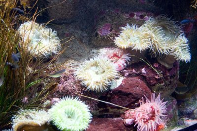 Monterey_005.JPG