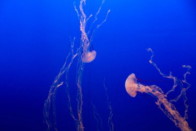 Monterey_006.JPG