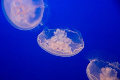 Monterey_007.JPG