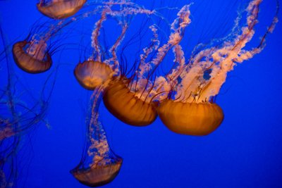 Monterey_008.JPG