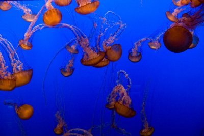 Monterey_009.JPG