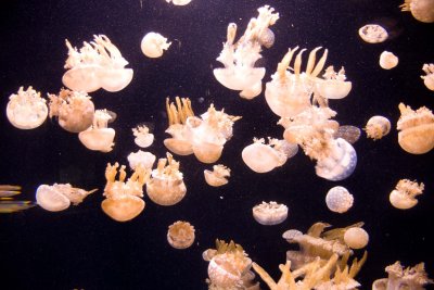 Monterey_013.JPG