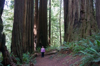 Red Woods_12.JPG
