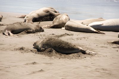 Sea lions_12.JPG