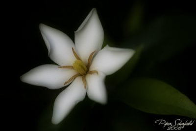 star gardenia