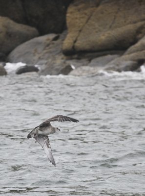 young gull