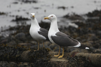 gulls