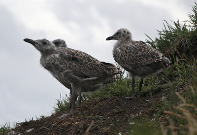 baby gulls