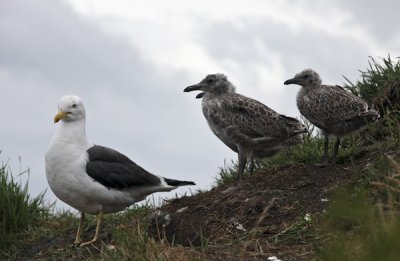 mamma gull & babies