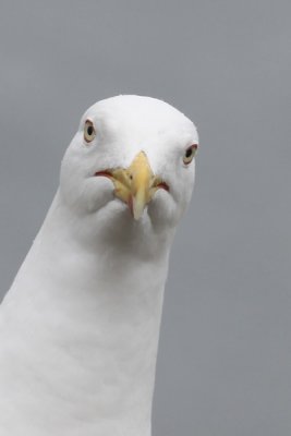 gull