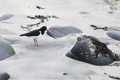 oystercatcher