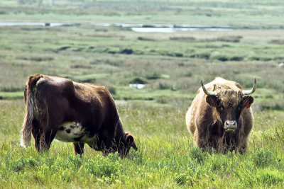 Isle of Mull-highland cows