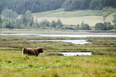 Isle of Mull-highland cow