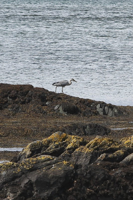 Isle of Mull-heron