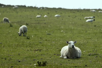 Isle of Mull-resting sheep