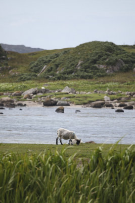 Isle of Mull-sheep