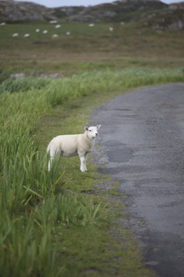 Isle of Mull-lamb