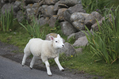 Isle of Mull-lamb looking for mamma!!