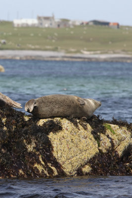   Isle of Mull seal