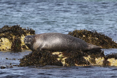 Day7- Isle of Mull & Staffa