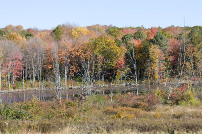 Fall_MA-16.jpg