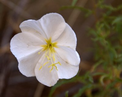Canyon primrose