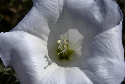 Moonflower heart.
