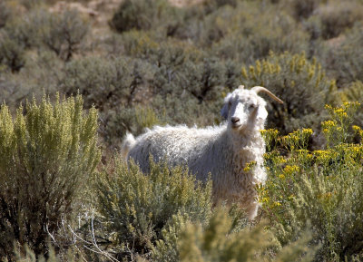 sagebrush ram.