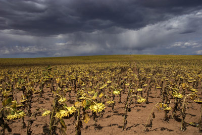 sunflower storm