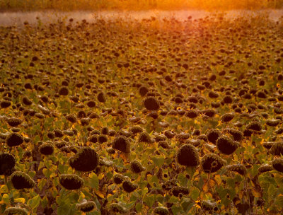 sunflower sunset.