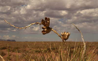 Yucca pods