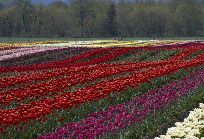 Valley Tulips