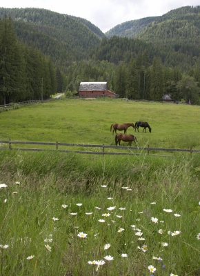 Pastoral