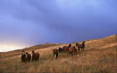 Cariboo horses