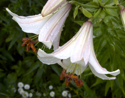 Madonna lilies