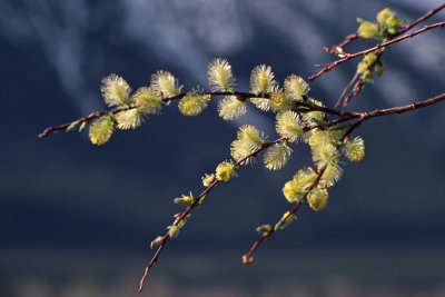 Arctic Willow