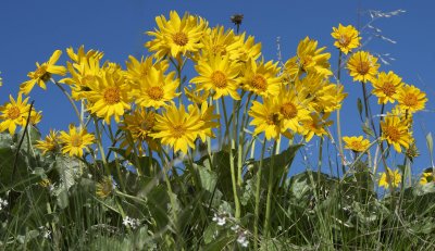 Balsamroot.
