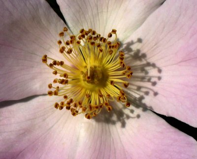 Wild rose
