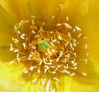 Crystalline