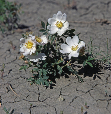 Desert rose
