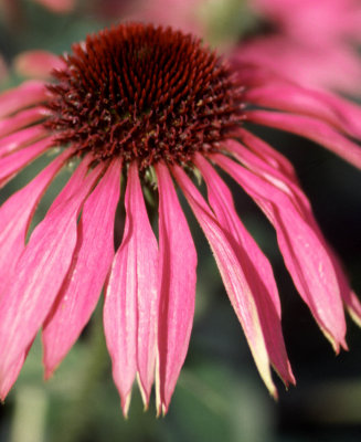 echinacea